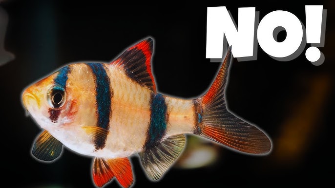 tropical fish for sale